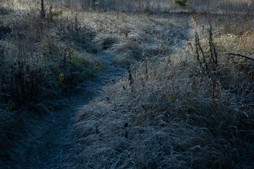 morning frost on the grass