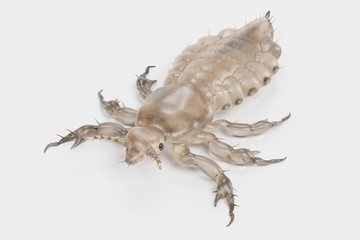 Realistic 3d Render of Head Louse - Male