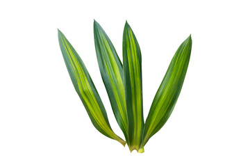 Obraz premium Green Croton leaves isolated on white background.Fresh Croton leaves