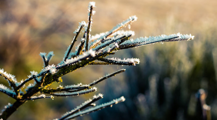 Frost on green plant