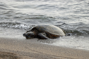 Sea Turtle on Hawaii Big Island
