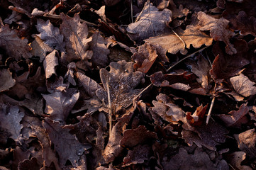 autumn leaves with frost on it on the ground