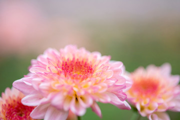 Beautiful chrysanthemum flower in garden