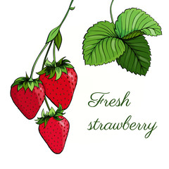 Set of fresh strawberry. Collection of ripe berry, leaves, leaf, plant, half, slice, seeds. Organic food. Colorful vector illustration isolated on white background. Freehand drawn sketch. Engraving