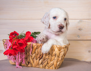 English setter puppy in a wood basket with flowers