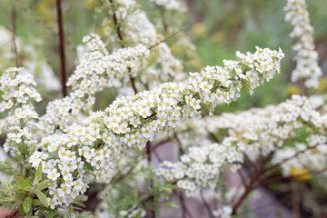 Background white flowers on branch with bokeh. Spiraea Cinerea Grefsheim for postcard or design.