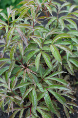 young spring sprouts peony flowers wet from raindrops