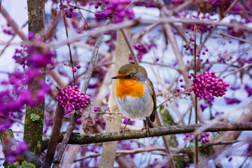 European robin (Erithacus rubecula) or robin redbreast and Callicarpa (  beautyberry Callicarpa Lamiaceae )  purple berries , close up. Bird on the tree with puple berries