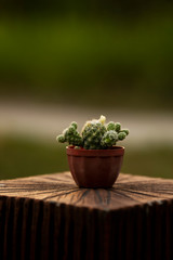 cactus in pot