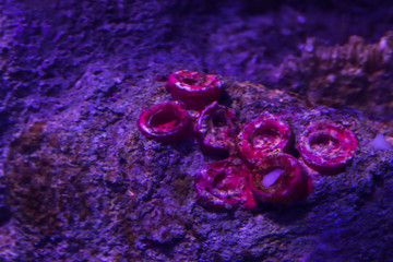 Underwater plants in the ocean. Background copy space. Diving and tourism