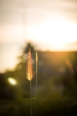 grass flower/grass/grass flower background in nature.golden of grass flower on sunrise in countryside.soft and blur style for background