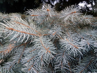 Naklejka na ściany i meble Branches of blue spruce closeup in autumn