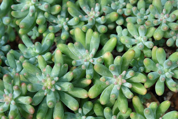 Close-up cactus, succulent, green plants background.