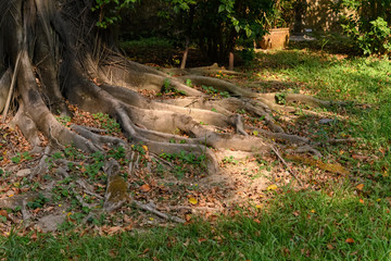 tree root with sunshine horizontal composition