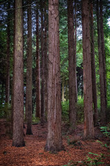 woodland scene in cornwall england uk 
