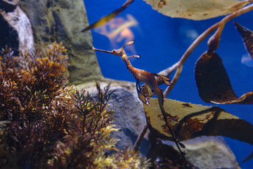 Beautiful Seahorse, fish