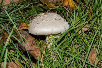 Amanita vittadinii mushroom. Mature specimen of mushroom Amanita vittadinii in grass. White mature mushroom fly agaric.