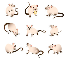 Rats collection. Vector illustration 