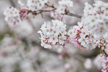 sakura