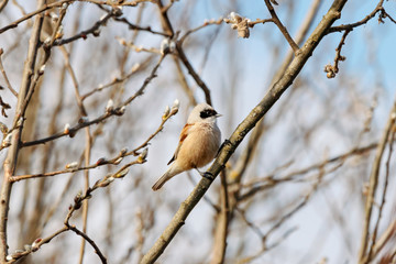 Eurasian penduline tit Remiz pendulinus sitting on branch of tree in early spring and singing. Cute litte songbird in wildlife.