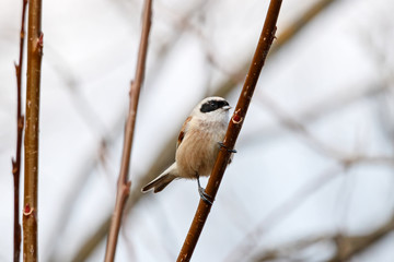 Eurasian penduline tit Remiz pendulinus sitting on branch of tree in early spring and singing. Cute litte songbird in wildlife.