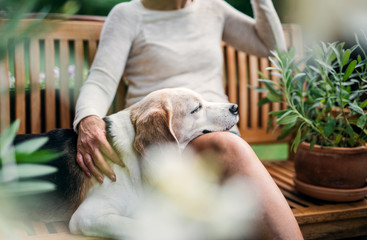 Unrecognizable senior woman with a dog sitting outdoors on a terrace in summer.