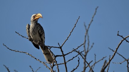 Southern Yellow-Billed Hornbill