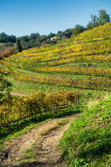 Obraz premium Vineyards in the park of Montevecchia and Curone, Italy, at fall