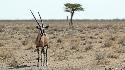 Oryx on the Plains