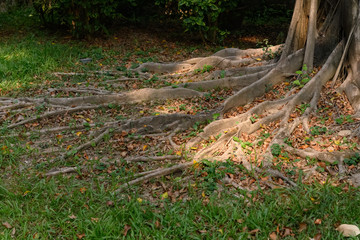 tree root with sunshine horizontal composition