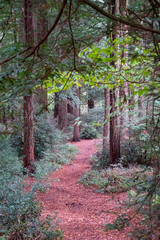 woodland scene in cornwall england uk 