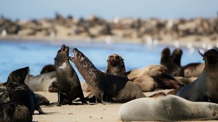 Obraz premium Walvis Bay Seal Battle