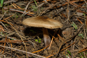 Mushroom Rhodocollybia butyracea. Old fungus Rhodocollybia butyracea in a pine forest. Mushroom closeup. Selective focus. Shallow depth of field.