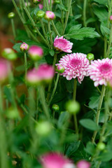 selective focus of small lilac chrysanthemum flowers vertical compsotion