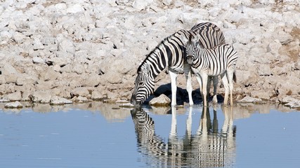 Fototapeta na wymiar Zebra 6 Etosha