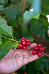 Coffee Cherries - 306900285
