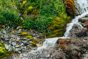 Scenic landscape with clear spring water stream among thick moss and lush vegetation. Mountain creek on mossy slope with fresh greenery and many small flowers. Colorful scenery with rich alpine flora.
