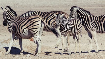 Fototapeta na wymiar Zebra 7 Etosha