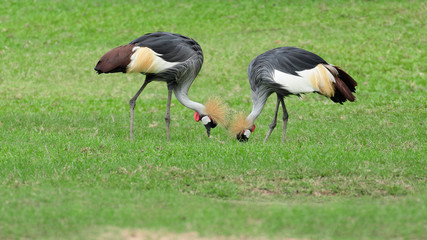 2 Black Crowned Crane (Balearica pavonina) facing each other Looking for food in the grassland.