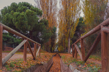 fantástico paisaje del bosque en otoño 