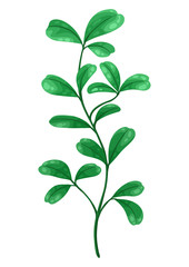 Illustration of sprig with green leaves.