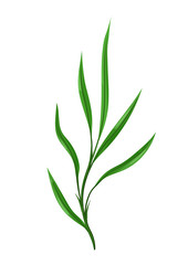 Illustration of sprig with green leaves.