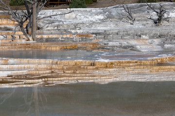 Fototapeta na wymiar Dead trees on the travertine terraces of Mammoth Hot Springs in Yellowstone National Park