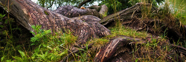 Picturesque interwoven roots of an old fallen tree with cracked overgrown trunk