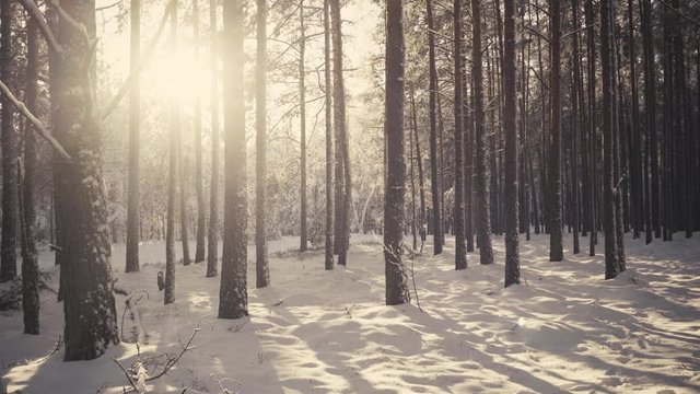 The sun shines between trees in a pine forest during a snowfall in December. Latvia