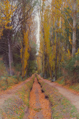 fantástico paisaje del bosque en otoño 