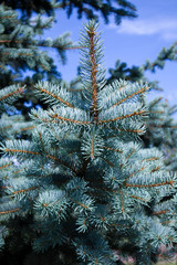 Fluffy growing blue fir with succulent branches against blue sky