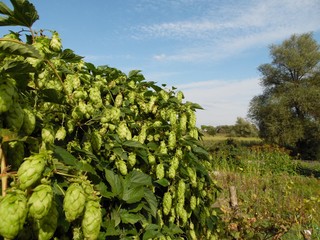 hop bush against the background of a rural landscape