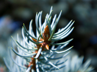 Top of fluffy growing succulent branch of a blue fir