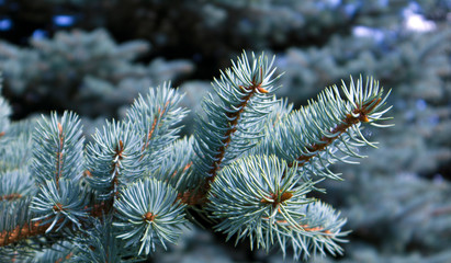 Naklejka na ściany i meble Fluffy growing succulent branches of a blue fir close up